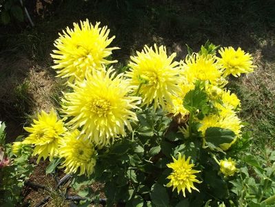 2012_dalii_82