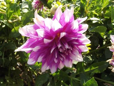 2012_dalii_84