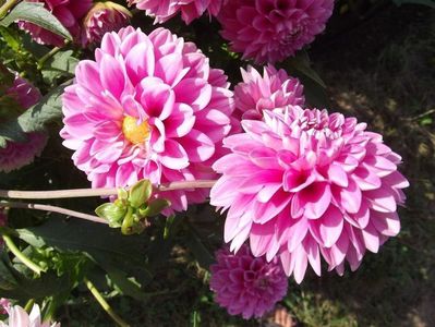 2012_dalii_85