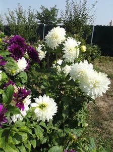 2012_dalii_92