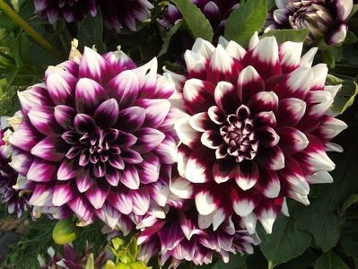 2012_dalii_102