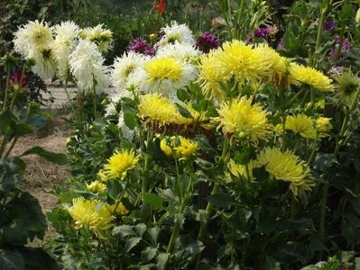 2012_dalii_104
