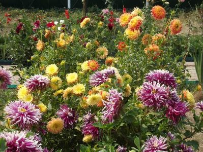 2012_dalii_106