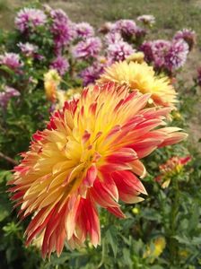 2012_dalii_107
