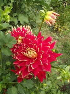 2012_dalii_114