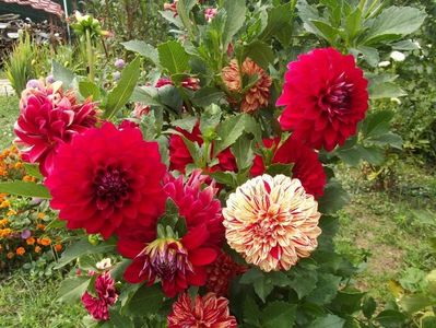 2012_dalii_115
