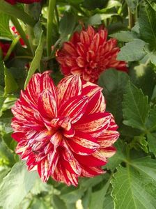 2012_dalii_116