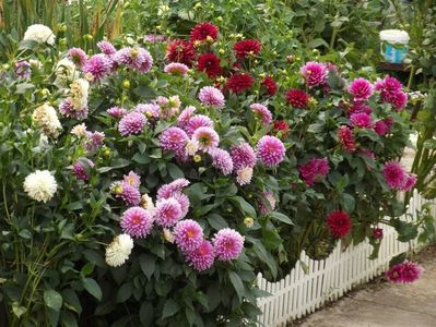 2012_dalii_117