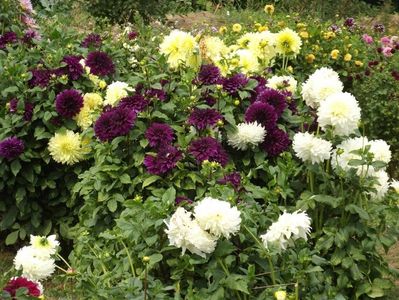 2012_dalii_118