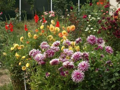 2012_dalii_119