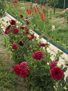 2012_dalii_124