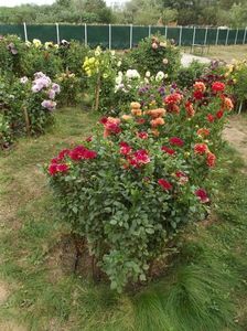 2012_dalii_125