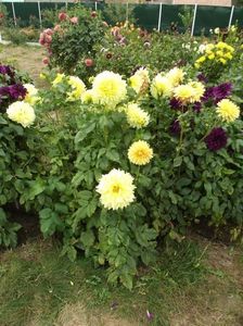 2012_dalii_130