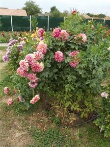 2012_dalii_132