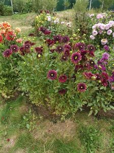 2012_dalii_135