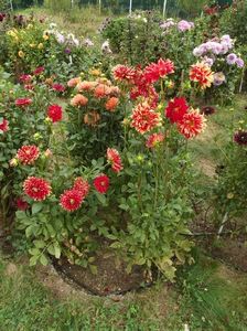 2012_dalii_136