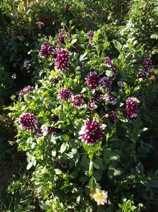 2012_dalii_140