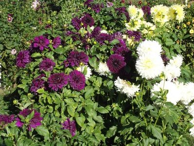 2012_dalii_142