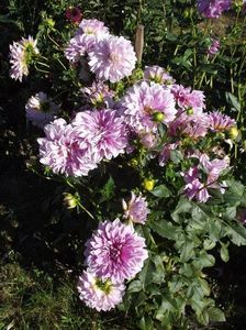 2012_dalii_147