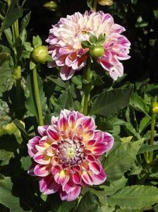 2012_dalii_151