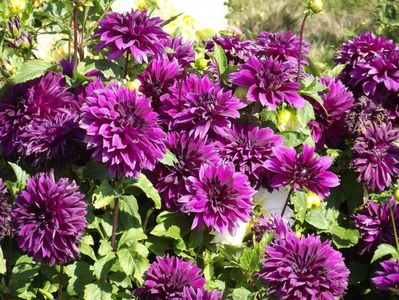 2012_dalii_152