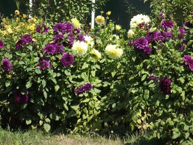 2012_dalii_153