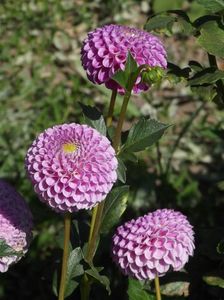 2012_dalii_154