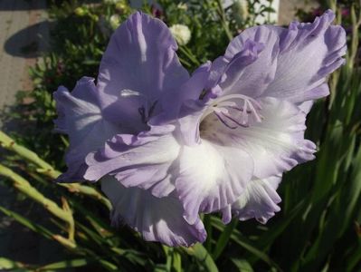 2012_gladiole_1