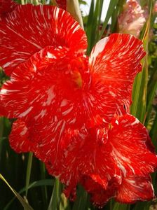 2012_gladiole_4