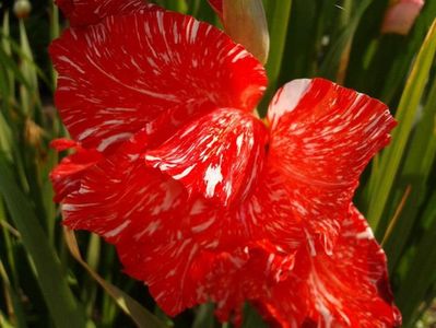 2012_gladiole_5