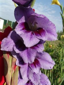 2012_gladiole_12