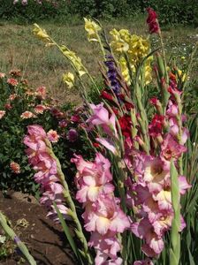 2012_gladiole_14