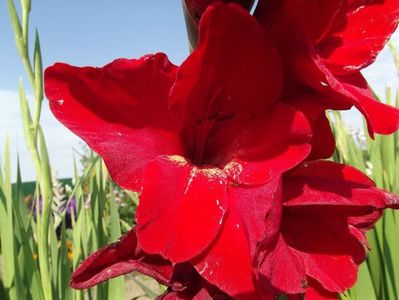 2012_gladiole_17