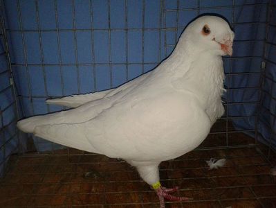Vanduta