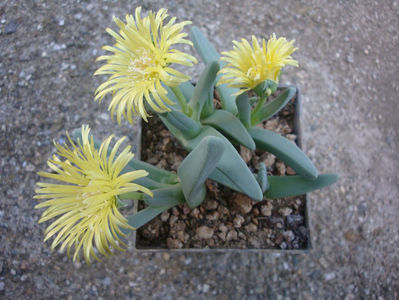 Cheiridopsis namaquensis (Sond.) H.E.K.Hartmann 2001.; Denumire acceptată. Origine: Africa de Sud (W Mesklip)
