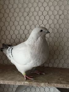 M2017 3951
