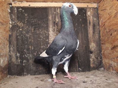 Vandut