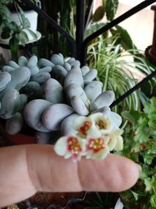 Pachyphytum Oviferum-planta drajeu înflorită