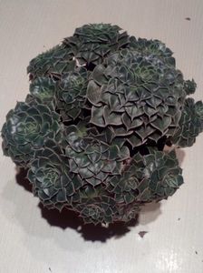Graptopetalum