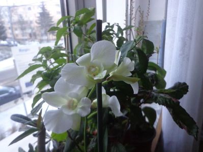 Dendrobium phalaenopsis