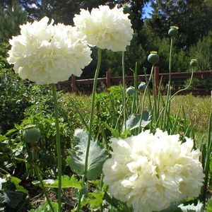 Seminte de Papaver White Cloud - 10,1 lei; Seminte de Papaver White Cloud (Mac Batut Gigant Alb)
