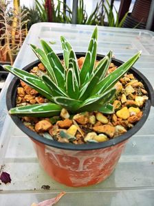 Agave victoriae-reginae-25lei