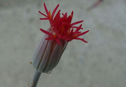 Kleinia stapeliiformis (E.Phillips) Stapf  1924.; Specie acceptata. Origine : Africa de Sud (Eastern Cape), Kenya, Tanzania.
