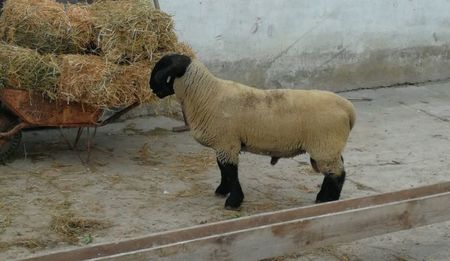 Berbec Suffolk import belgia 11luni si 95kg