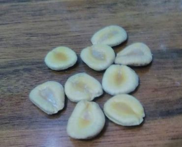 Siraitia Grosvenurii rare seeds for planting; ****** Siraitia grosvenorii – 7 RON bucata sau 3 seminte 20 RON ******
