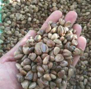 Kadsura coccinea seeds; ****** Kadsura coccinea seminte 7 RON bucata sau 3 seminte 20 RON ******

