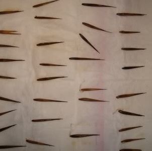 moso bamboo seeds; ****** Moso Bamboo – 15 seminte-5 RON ******
