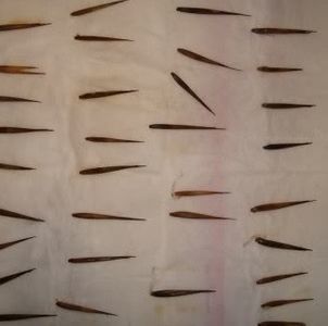 moso bamboo seeds; ****** Moso Bamboo – 15 seminte-5 RON ******
