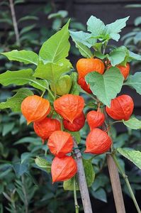 Physalis alkekengi-fresh seeds-CHINESE LANTERN -GROUND CHERRY Tomato; *** Physalis pubescens Golden Berry –Physalis comestibil – 30 seminte – 5 RON ***
