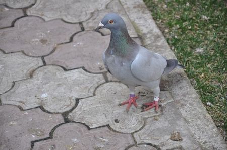 ; vand pui albastrii fara dungi 40 roni bucata
